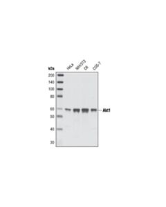 Cell Signaling Akt1 (C73H10) Rabbit mAb (BSA and Azide Free) 100 ug
