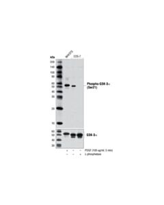 Cell Signaling Phospho-GSK-3alpha (Ser21) (D1G2) Rabbit mAb 20 uL