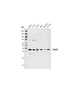 Cell Signaling Cxxc5 (D1o4p) Rabbit mAb