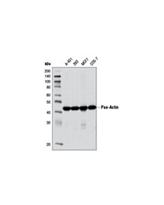 Cell Signaling Pan-Actin (D18c11) Rabbit mAb