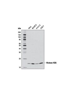 Cell Signaling Histone H2A (D6O3A) Rabbit mAb (BSA and Azide Free)