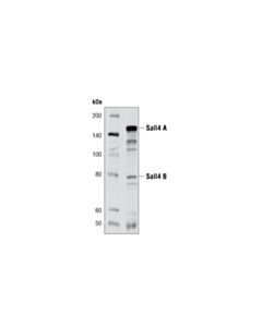 Cell Signaling Sall4 (D16H12) Rabbit mAb 20 uL