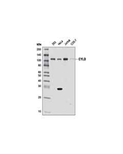 Cell Signaling Cyld (D1a10) Rabbit mAb