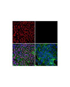 Cell Signaling Cdx2 (D11d10) Rabbit mAb (Alexa Fluor 555 Conjugate)