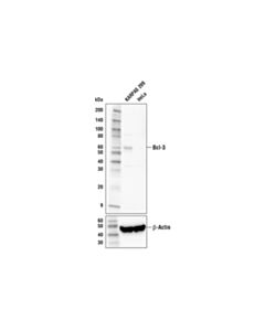Cell Signaling Bcl-3 Antibody