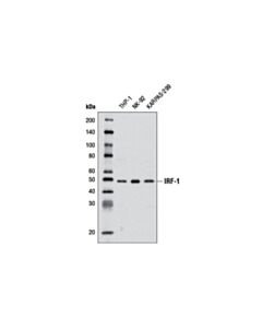 Cell Signaling Irf-1 (D5e4) Xp Rabbit mAb