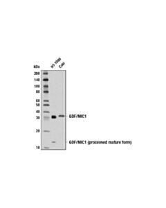Cell Signaling Mic-1 (D2a3) Rabbit mAb