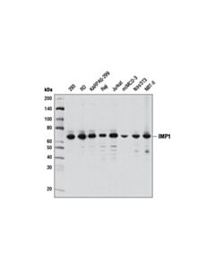 Cell Signaling IMP1 (D33A2) Rabbit mAb 20 uL
