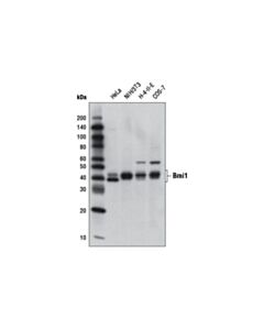 Cell Signaling Bmi1 (DC9) Mouse Monoclonal Antibody (BSA and Azide Free)