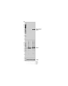 Cell Signaling Phospho-Beclin-1 (Ser15) (D4b7r) Rabbit mAb