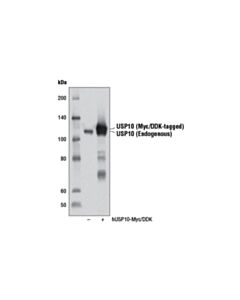 Cell Signaling Usp10 (D7a5) Rabbit mAb