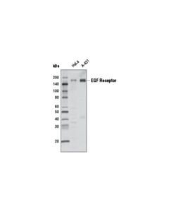 Cell Signaling Egf Receptor (D38b1) Xp Rabbit mAb (Hrp Conjugate)