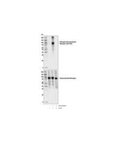 Cell Signaling Phospho-Glucocorticoid Receptor (Ser134) (E9r9w) Rabbit mAb