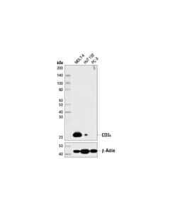 Cell Signaling Cd3epsilon (D7a6e) Xp Rabbit mAb