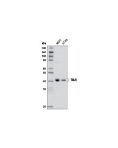 Cell Signaling Tiar (D32d3) Xp Rabbit mAb