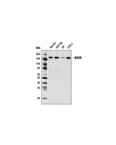 Cell Signaling Bag6 Antibody