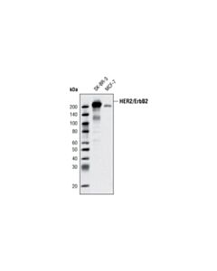 Cell Signaling Her2/Erbb2 (D8f12) Rabbit mAb (BSA And Azide Free)