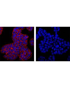 Cell Signaling Mouse (G3a1) mAb Igg1 Isotype Control (Alexa Fluor 594 Conjugate)