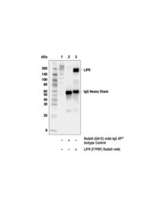 Cell Signaling LIFR (F7P6F) Rabbit mAb