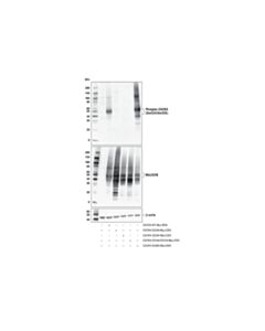 Cell Signaling Phospho-Cxcr4 (Ser324/Ser325) Antibody