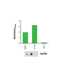 Cell Signaling PathScan ® Total EpCAM Sandwich ELISA Kit