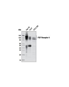 Cell Signaling Fgf Receptor 4 (D3b12) Xp Rabbit mAb