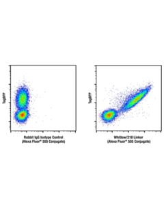 Cell Signaling Whitlow/218 Linker (E3u7q) Rabbit mAb (Alexa Fluor ® 555 Conjugate)