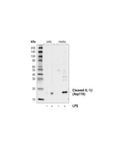 Cell Signaling Cleaved-IL-1 beta (Asp116) (D3A3Z) Rabbit Monoclonal Antibody (Biotinylated)