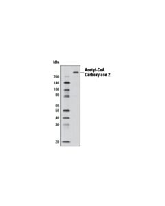 Cell Signaling Acetyl-Coa Carboxylase 2 (D5b9) Rabbit mAb