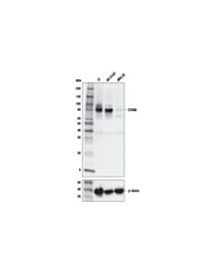 Cell Signaling CHGA (E8X7R) Rabbit mAb 20 uL