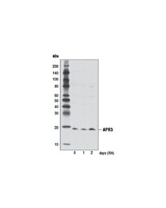 Cell Signaling Apr3 Antibody