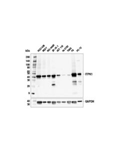 Cell Signaling Itpk1 (E9h3u) Rabbit mAb