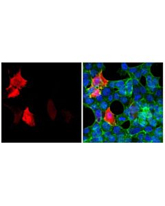 Cell Signaling V5-Tag (D3H8Q) Rabbit mAb (Alexa Fluor ® 647 Conjugate)