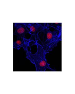 Cell Signaling Beta-Actin (13e5) Rabbit mAb (Alexa Fluor 647 Conjugate)