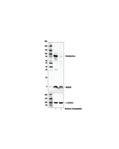 Cell Signaling Mln4924 (Pevonedistat)
