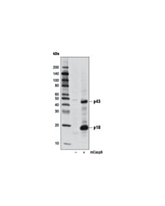 Cell Signaling Cleaved Caspase-8 (Asp387) (D5b2) Xp Rabbit mAb (Mouse Specific)