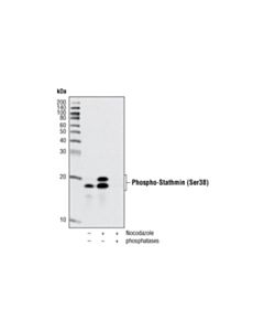 Cell Signaling Phospho-Stathmin (Ser38) (D19H10) Rabbit mAb (BSA and Azide Free) 100 ug