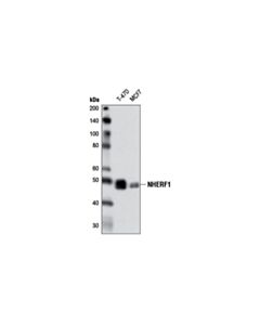Cell Signaling Nherf1 (D1c10) Rabbit mAb