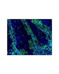 Cell Signaling Cd45 (Intracellular Domain) (D9m8i) Xp ® Rabbit mAb (Alexa Fluor ® 488 Conjugate)