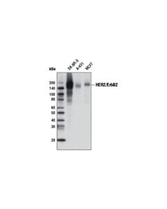 Cell Signaling Her2/Erbb2 (D8f12) Xp Rabbit mAb (Biotinylated)