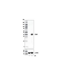 Cell Signaling Cd40 (E2z7j) Rabbit mAb