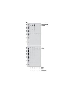 Cell Signaling Phospho-AS160 (Ser318) (D3D11) Rabbit mAb 20 uL