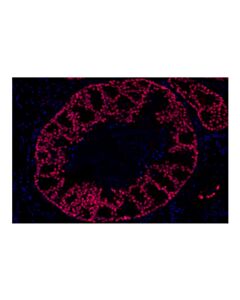 Cell Signaling GATA-3 (D13C9) Rabbit Monoclonal Antibody (Alexa Fluor ® 647 Conjugate)