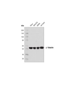Cell Signaling Beta-Tubulin (D3u1w) Mouse mAb