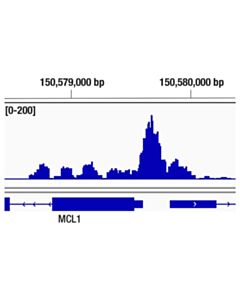 Cell Signaling P300 (D8z4e) Rabbit mAb
