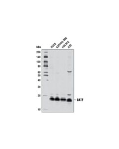 Cell Signaling BATF (D7C5) Rabbit mAb 20 uL