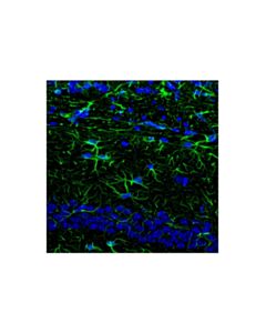 Cell Signaling Goat Anti-Rabbit IgG, Fc Fragment Antibody (FITC Conjugate); 2 mg