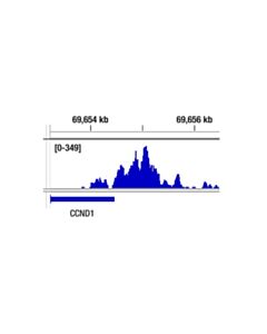 Cell Signaling Estrogen Receptor Alpha (D8h8) Rabbit mAb