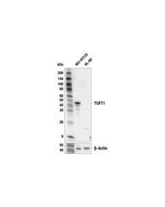Cell Signaling Tuft1 (E9m2u) Rabbit mAb