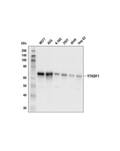 Cell Signaling Ythdf1 Antibody
